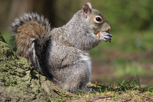 a-grey-squirrel-eating-a-nut